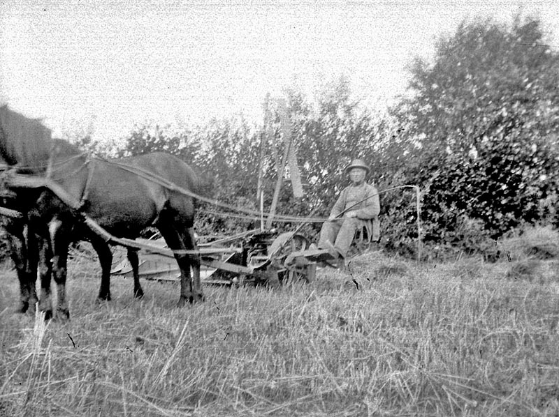 1900 "aughts". Old man on a plow pulled by horsed. Location unknown.