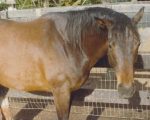 1982 - Summer job at Sun Country Farm quarter horse paddocks in Los Olivos, CA.
