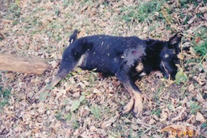 Poor, poor Jake. Shot by a hunter.