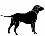 dog-labrador