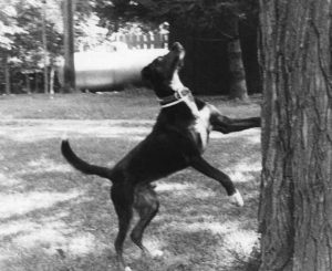 Mid-1970s. Ralph spies a squirrel in a tree.