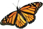 Monarch butterfly