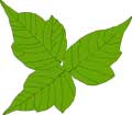 Poison Ivy