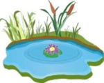 Pond