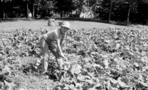 Paul picking cucumbers - Late 1970s