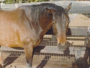 A quarter horse in a pen I had to clean